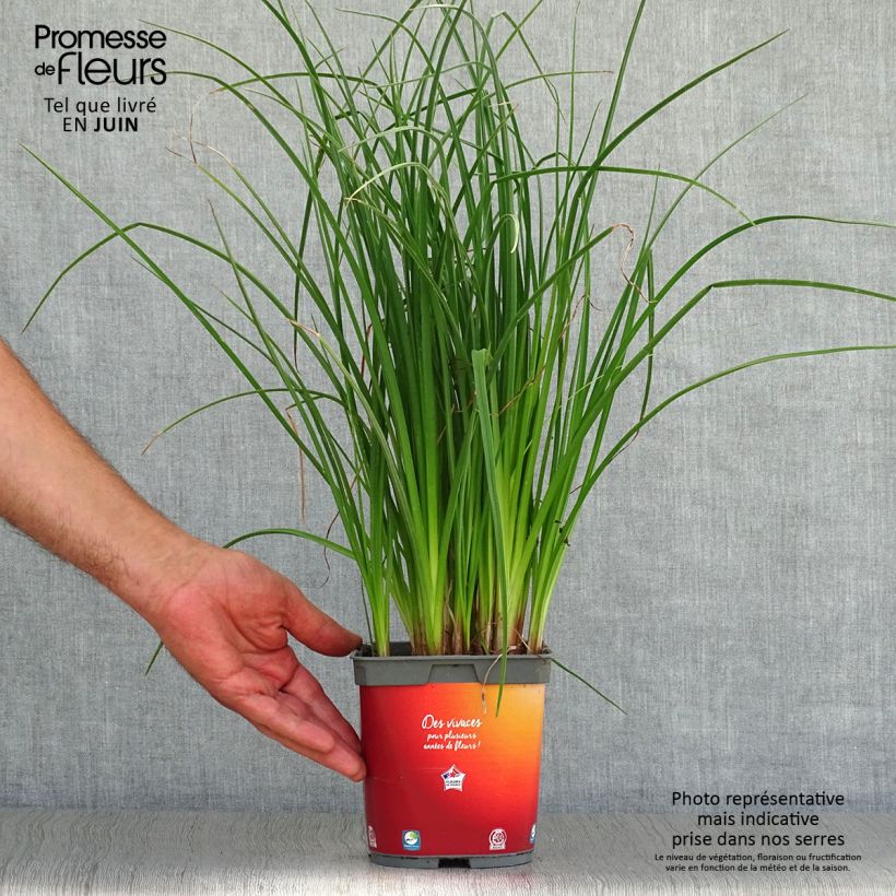 Kniphofia uvaria Papaya Popsicle - Red Hot Poker 2L/3L pot sample as delivered in summer
