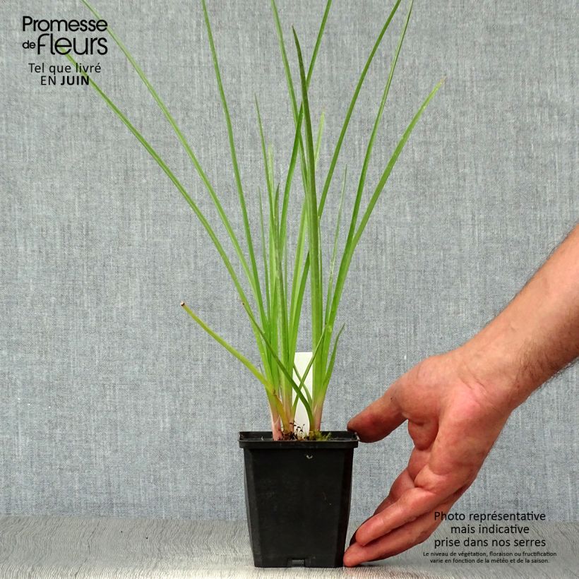 Kniphofia Royal Standard - Red Hot Poker 8/9 cm pot sample as delivered in summer
