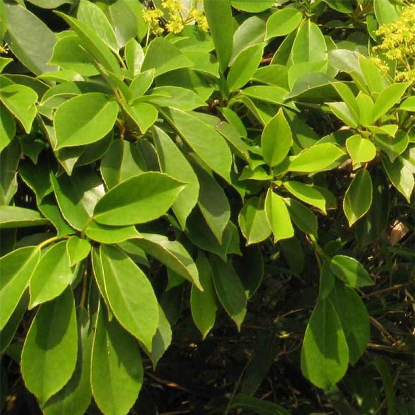 Trochodendron aralioides (Foliage)