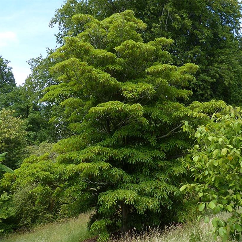 Trochodendron aralioides (Plant habit)