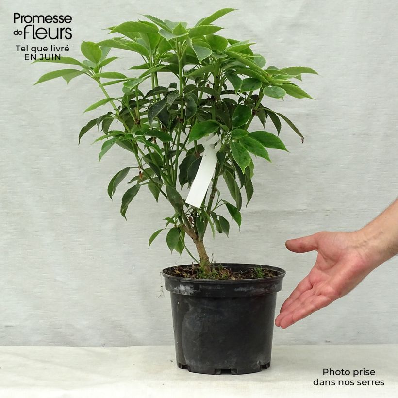 Trochodendron aralioides 4L/5L pot sample as delivered in summer