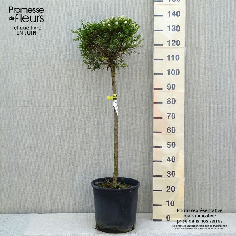 Ligustrum delavayanum - Privet sample as delivered in spring