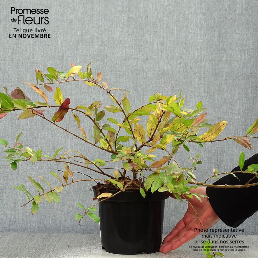 Ligustrum obtusifolium Ilvomassi - Privet 2L/3L pot sample as delivered in autumn
