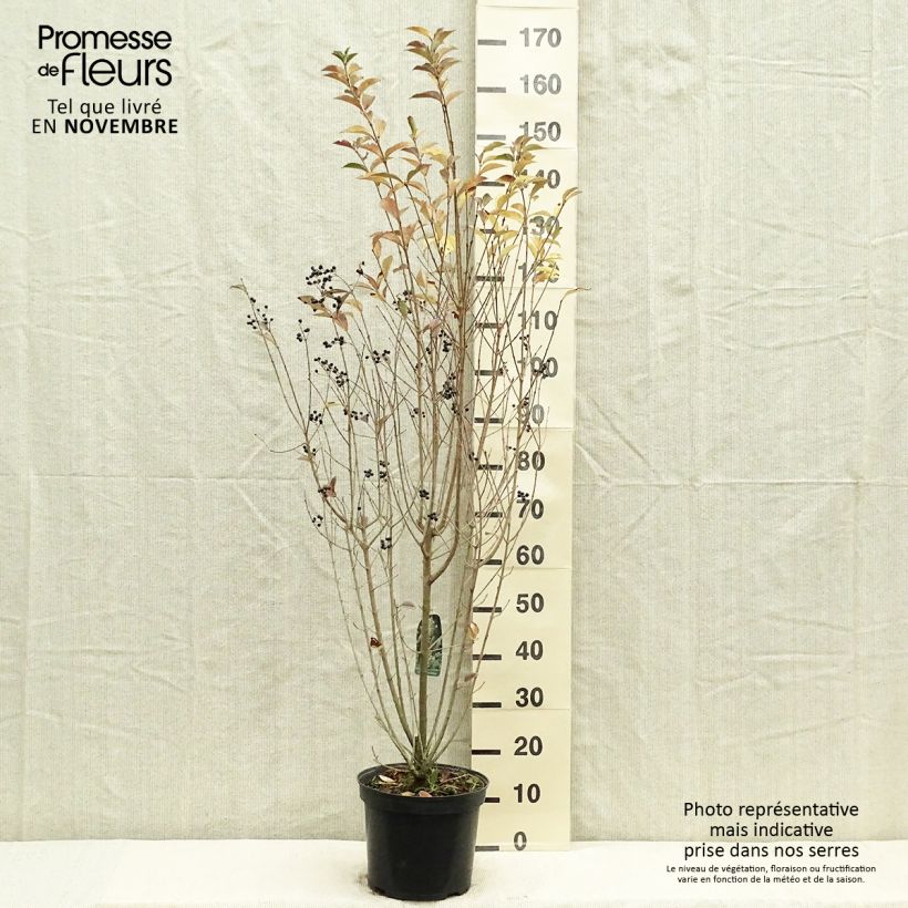 Ligustrum ovalifolium - Privet 7.5L/10L pot sample as delivered in autumn