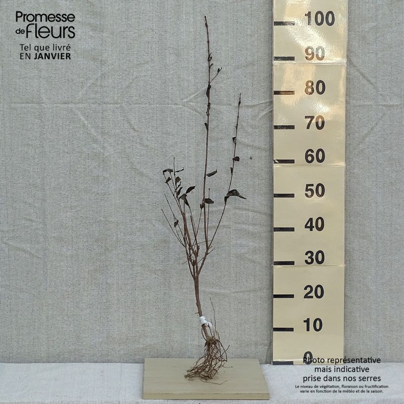Ligustrum ovalifolium - Privet sample as delivered in winter