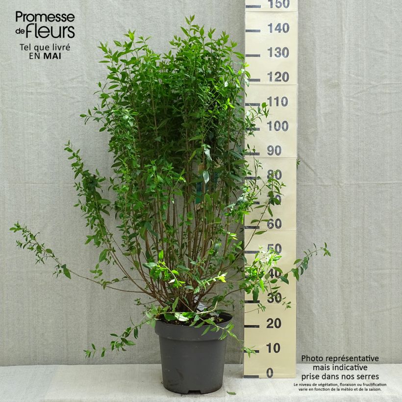 Common Privet - Ligustrum vulgare Atrovirens 7.5L/10L pot sample as delivered in spring