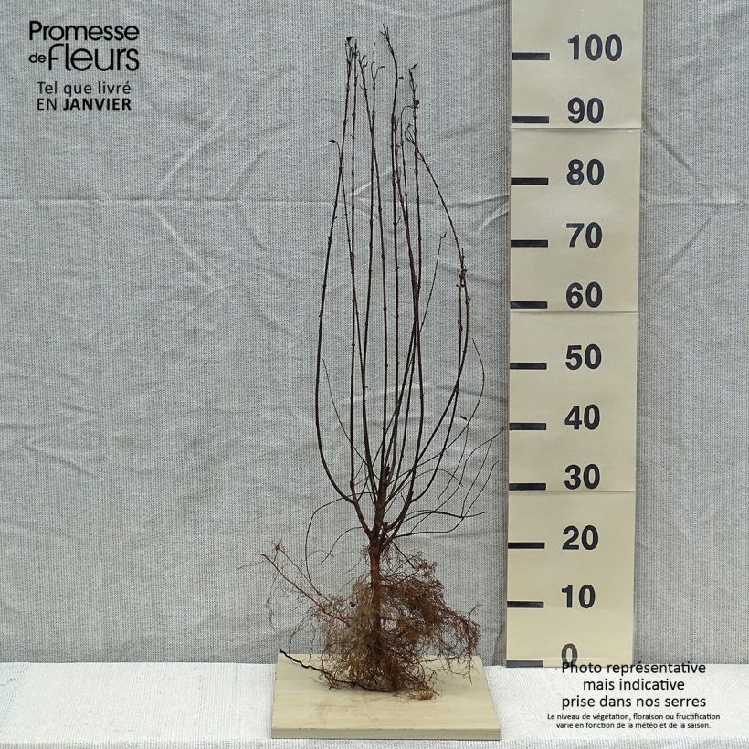 Common Privet - Ligustrum vulgare Atrovirens Bare root sample as delivered in winter