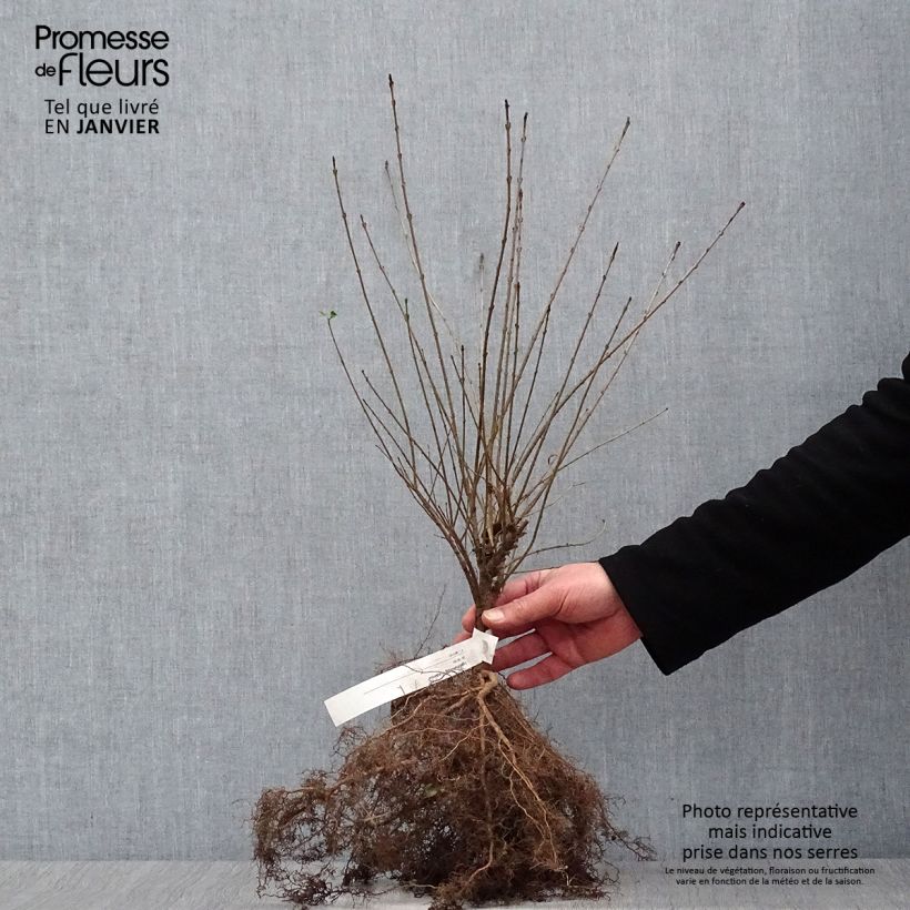 Common Privet - Ligustrum vulgare Lodense Bare root sample as delivered in winter