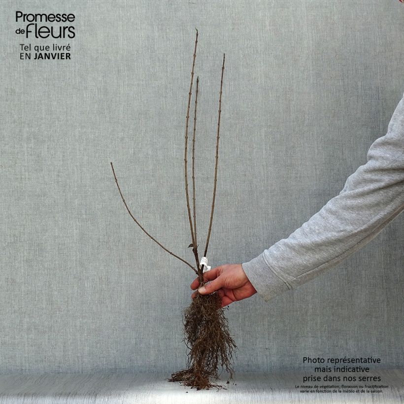 Common Privet - Ligustrum vulgare Bare root sample as delivered in winter