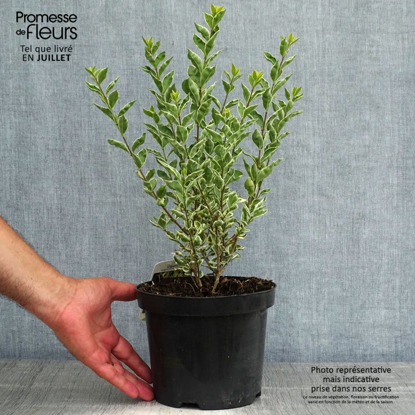 Ligustrum ovalifolium Argenteum - Garden Privet 2L/3L pot sample as delivered in summer
