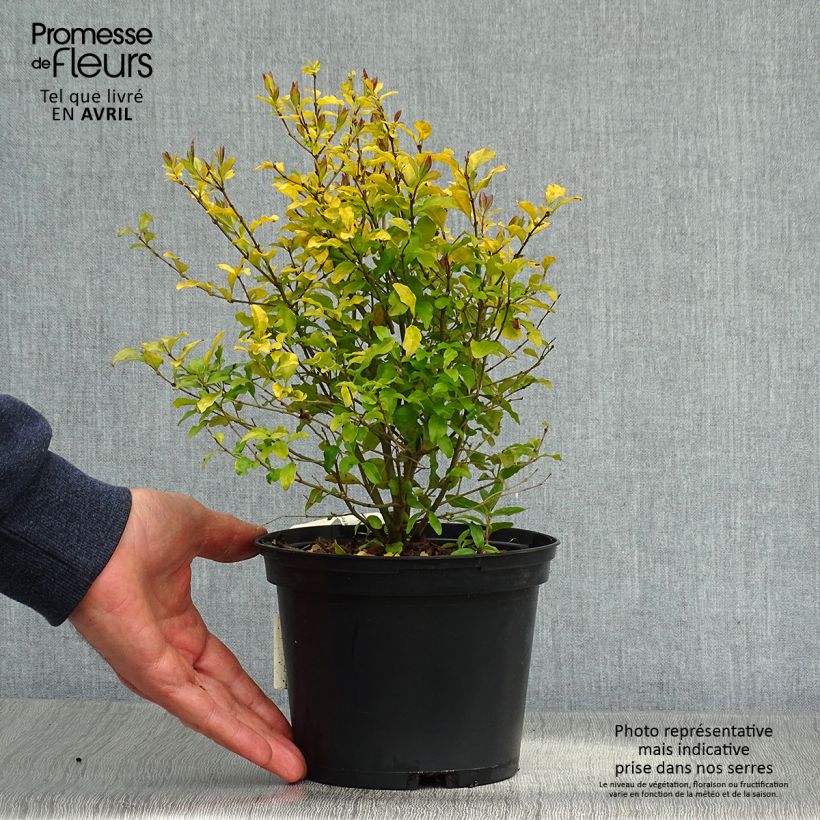 Ligustrum ovalifolium Lemon and Lime - Garden Privet sample as delivered in spring