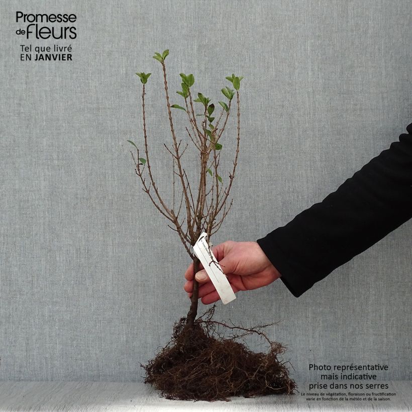 Ligustrum ovalifolium Green Diamond - Garden Privet Bare root sample as delivered in winter