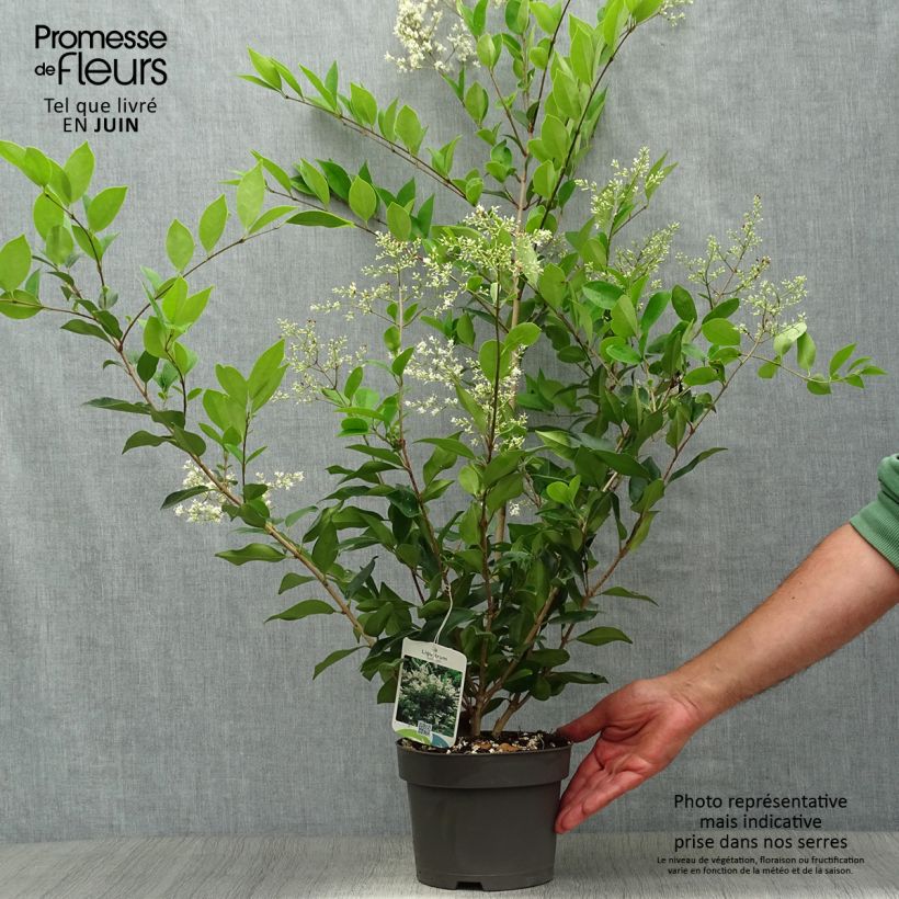 Ligustrum lucidum - Glossy Privet 2L/3L pot sample as delivered in summer