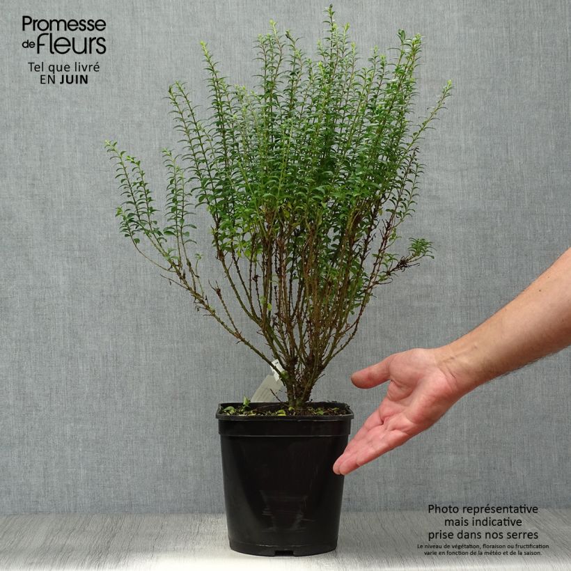 Ligustrum sinense Eugene Clive - Chinese Privet 4L/5L pot sample as delivered in summer