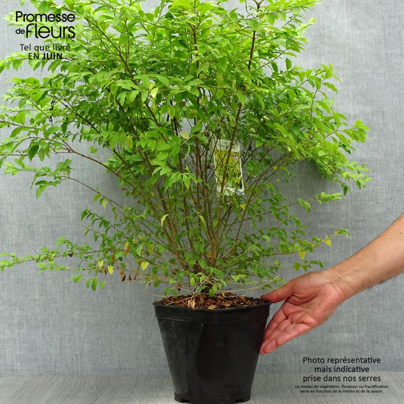 Ligustrum sinense Sunshine - Chinese Privet 4L/5L pot sample as delivered in summer