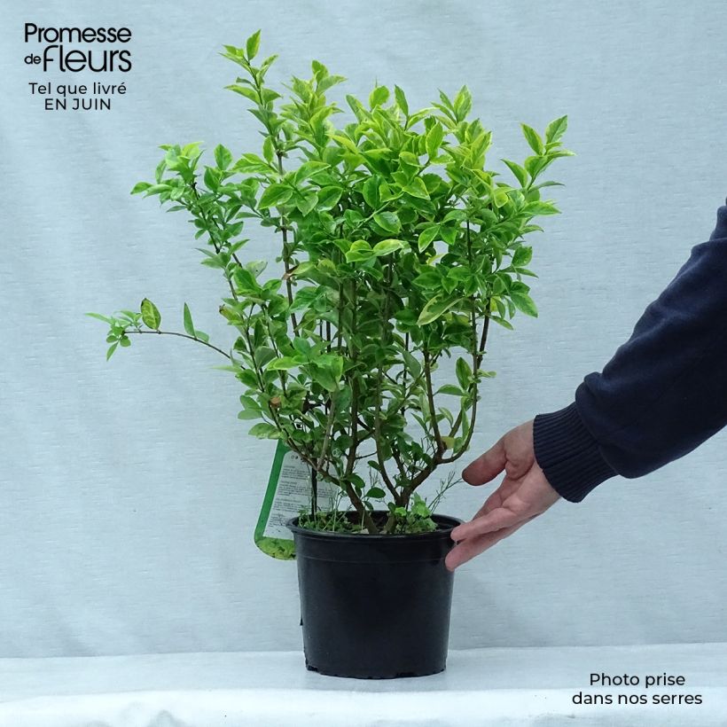 Golden Privet - Ligustrum ovalifolium Aureum 2L/3L pot sample as delivered in summer