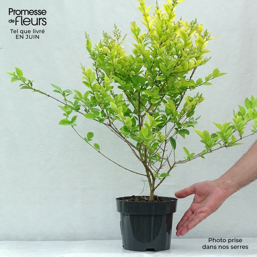 Golden Privet - Ligustrum vicaryi 2L/3L pot sample as delivered in summer