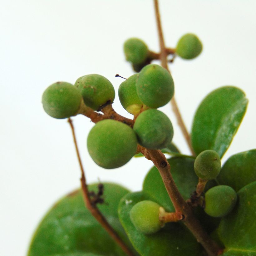 Ligustrum japonicum Rotundifolium - Japanese Privet (Harvest)