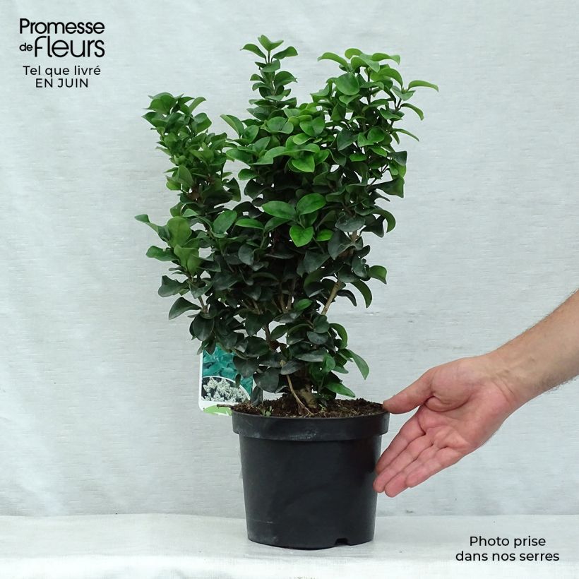 Ligustrum japonicum Rotundifolium - Japanese Privet 2L/3L pot sample as delivered in summer