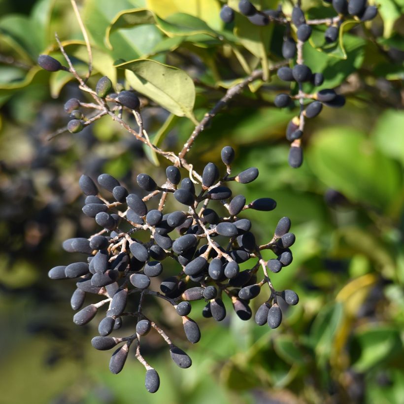 Ligustrum japonicum - Japanese Privet (Harvest)