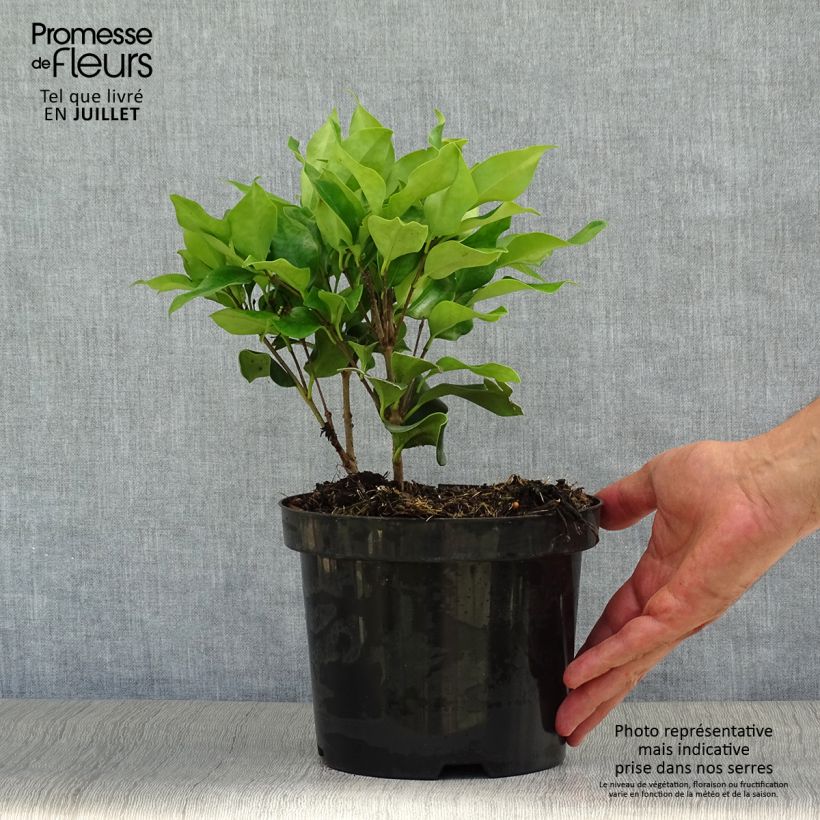 Ligustrum japonicum Texanum - Japanese Privet 2L/3L pot sample as delivered in summer