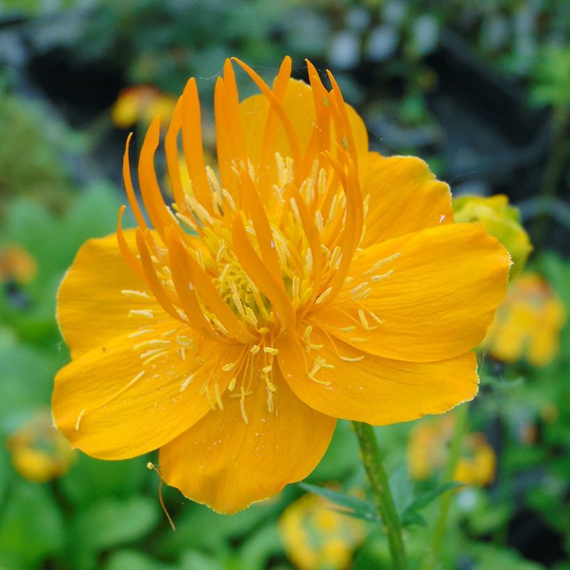 Trollius chinensis Golden Queen (Flowering)