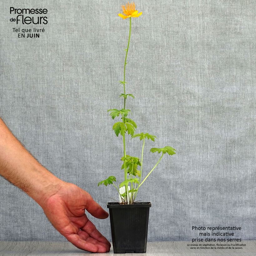 Trollius chinensis Golden Queen 8/9 cm pot sample as delivered in summer