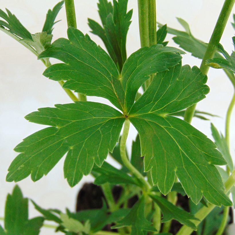 Trollius x cultorum Cheddar (Foliage)