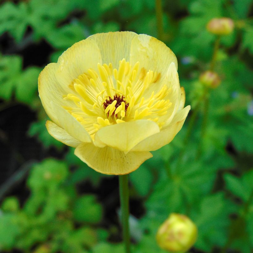 Trollius x cultorum Cheddar (Flowering)