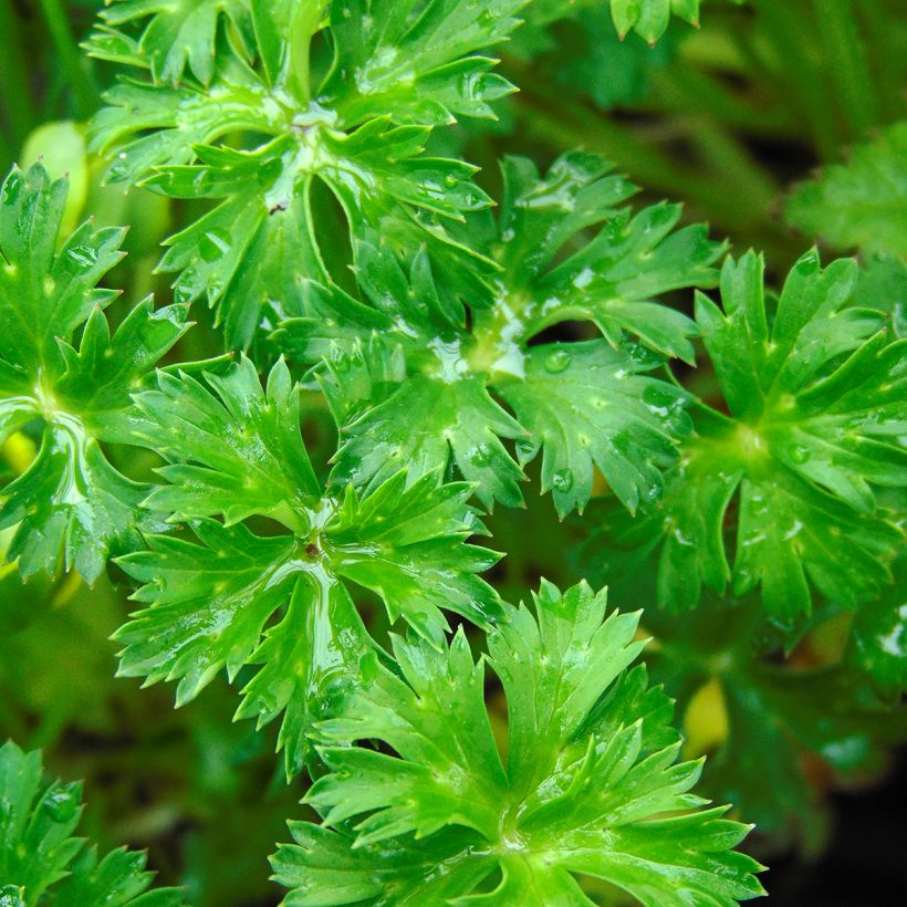 Trollius pumilus - Dwarf Globeflower (Foliage)