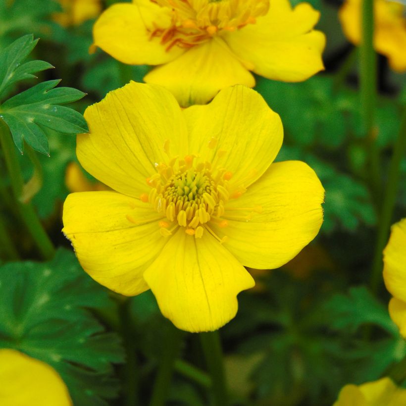 Trollius pumilus - Dwarf Globeflower (Flowering)