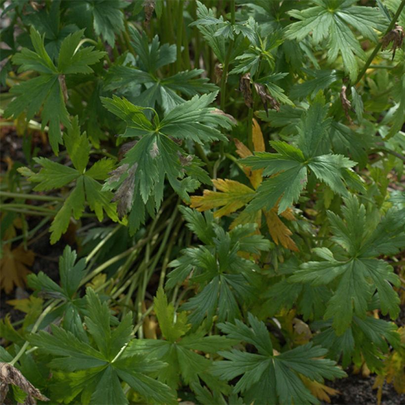 Trollius x cultorum Alabaster (Foliage)