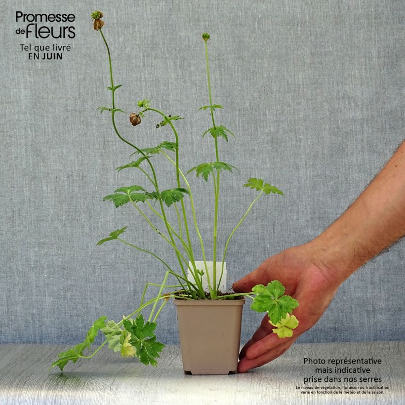 Trollius x cultorum Alabaster 8/9 cm pot sample as delivered in summer