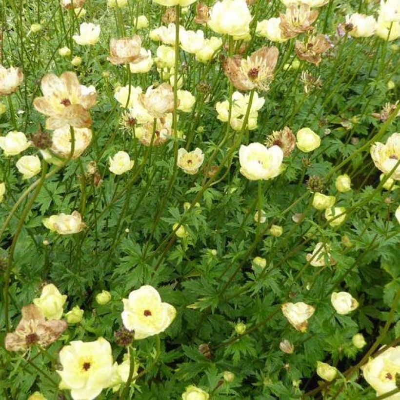 Trollius x cultorum Cheddar (Plant habit)