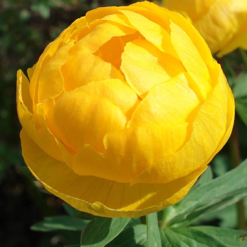 Trollius europaeus  (Flowering)