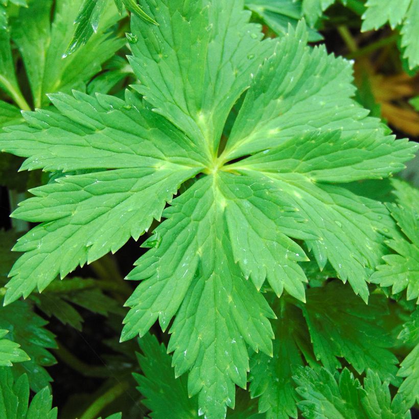 Trollius x cultorum Lemon Queen (Foliage)