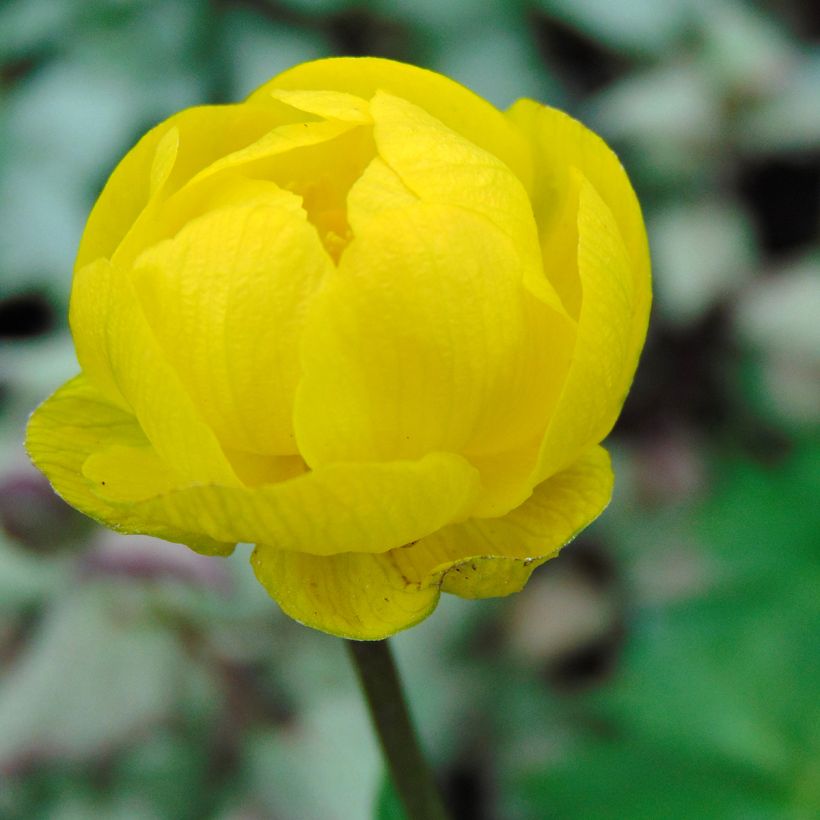 Trollius x cultorum Lemon Queen (Flowering)