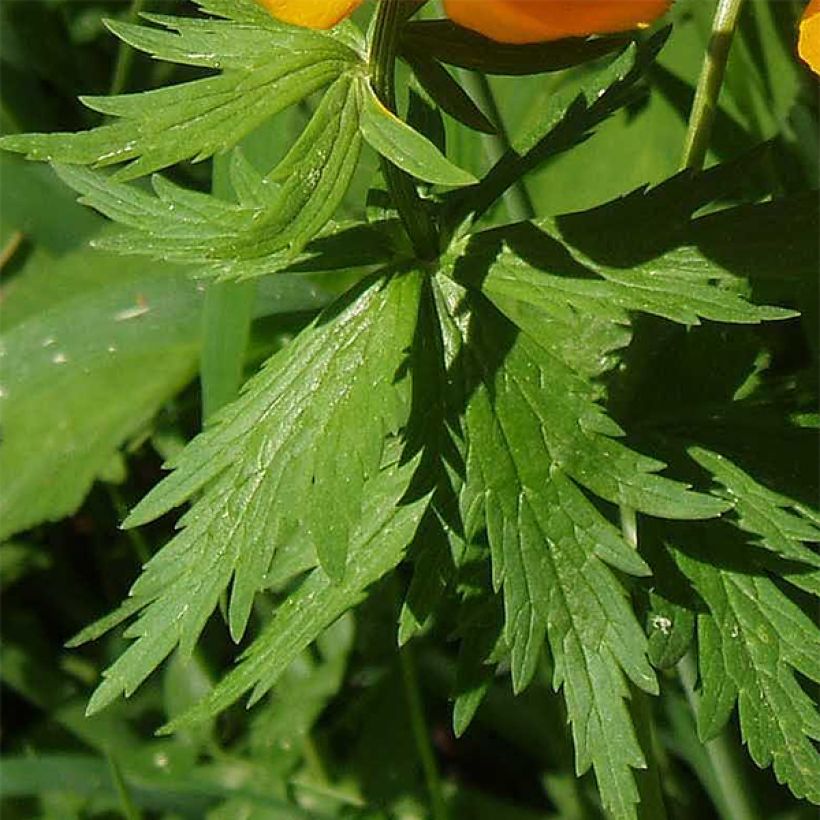 Trollius asiaticus  (Foliage)