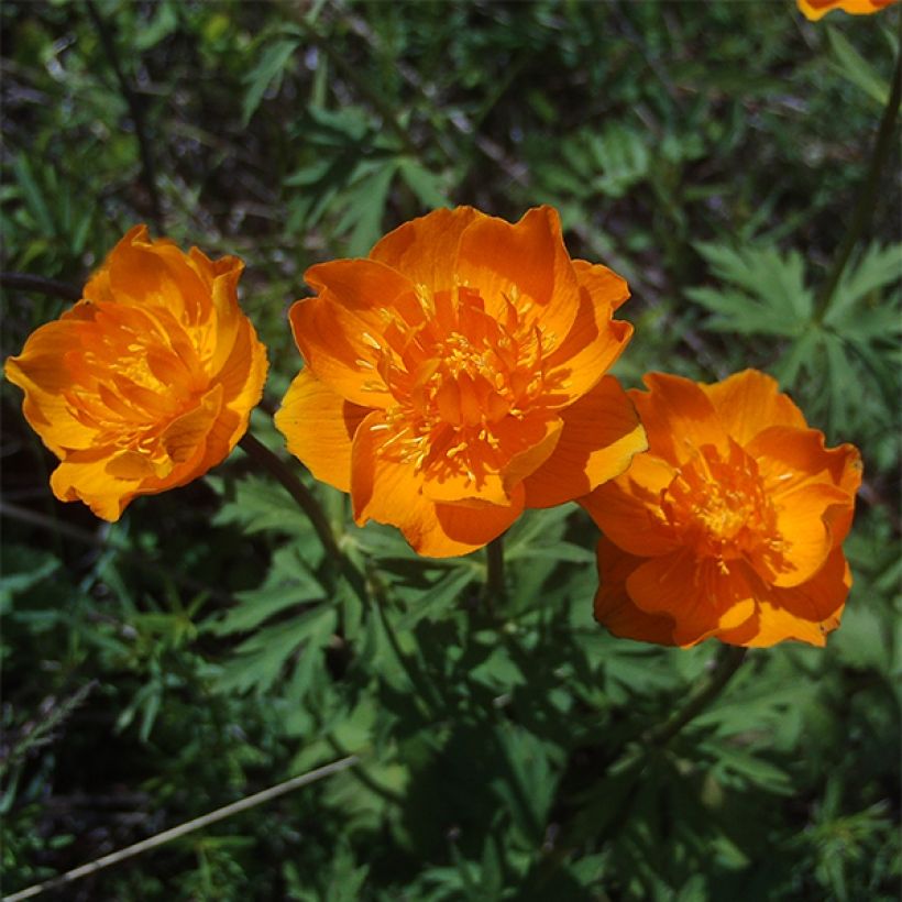 Trollius asiaticus  (Flowering)