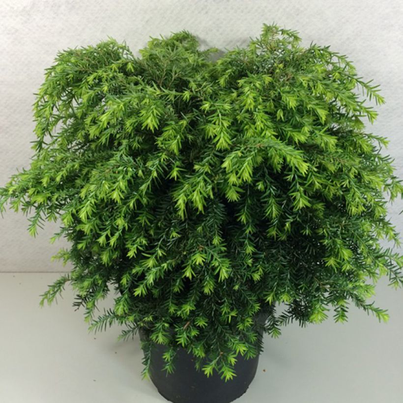 Tsuga canadensis Jeddeloh - Eastern Hemlock (Plant habit)