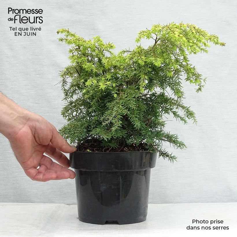 Tsuga canadensis Jeddeloh - Eastern Hemlock 2L/3L pot sample as delivered in summer