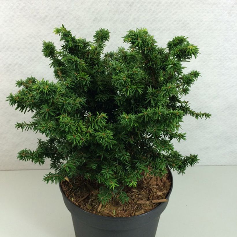 Tsuga canadensis Jervis - Eastern Hemlock (Plant habit)