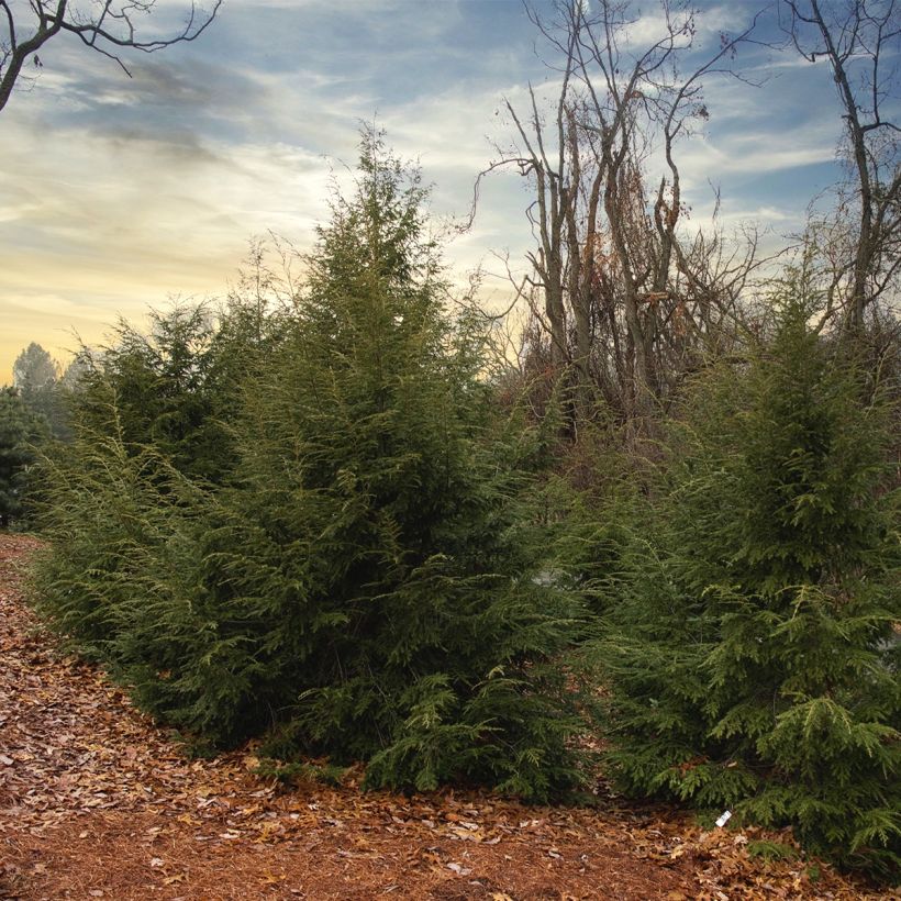 Tsuga canadensis - Eastern Hemlock (Plant habit)