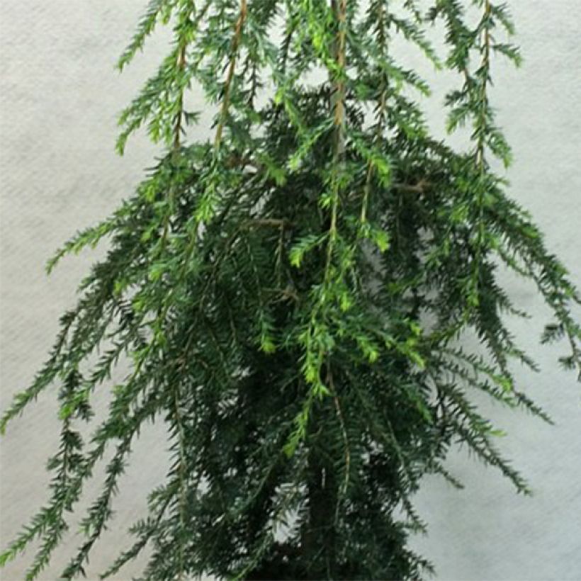 Tsuga canadensis Pendula - Eastern Hemlock (Foliage)