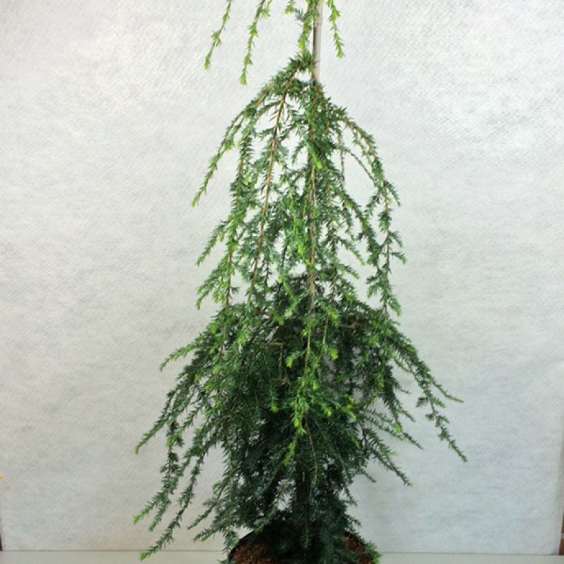 Tsuga canadensis Pendula - Eastern Hemlock (Plant habit)