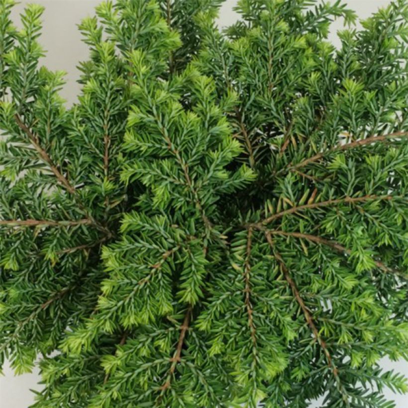 Tsuga canadensis Popeleski - Eastern Hemlock (Foliage)