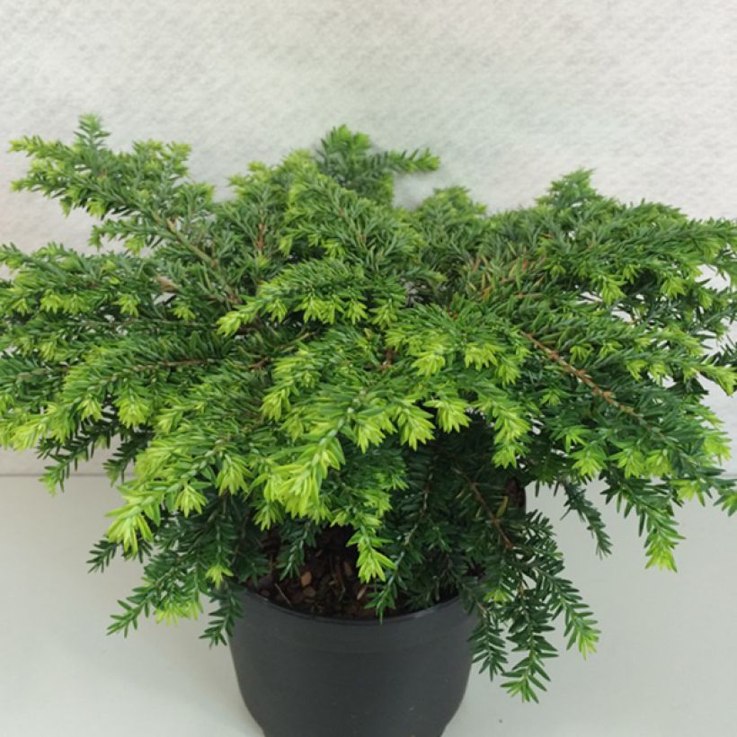 Tsuga canadensis Popeleski - Eastern Hemlock (Plant habit)