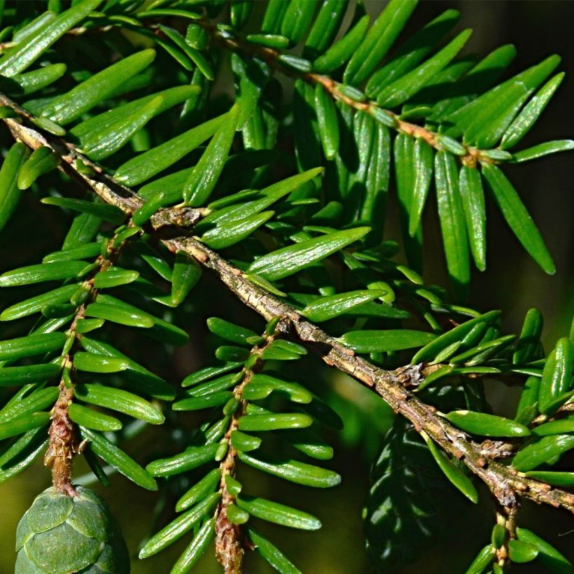 Tsuga canadensis - Eastern Hemlock (Foliage)