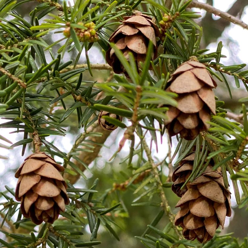 Tsuga canadensis - Eastern Hemlock (Harvest)