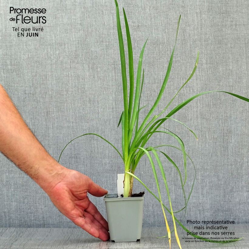 Tulbaghia violacea var. maritima x simmleri Himba 7/8 cm pot sample as delivered in summer